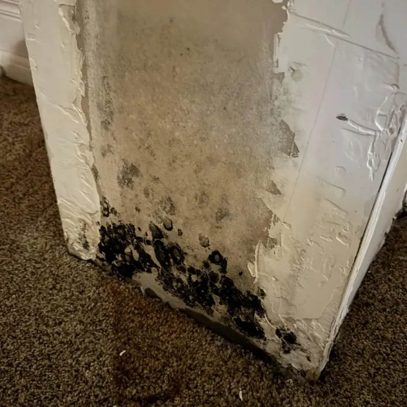 Professional Mold Removal in Caddo County, OK
